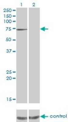 Western Blot: PPEF1 Antibody (1F6-1A5) [H00005475-M01]