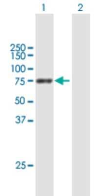 Western Blot: PPEF1 Antibody [H00005475-B01P]