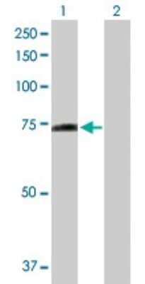 Western Blot: PPEF1 Antibody [H00005475-D01P]