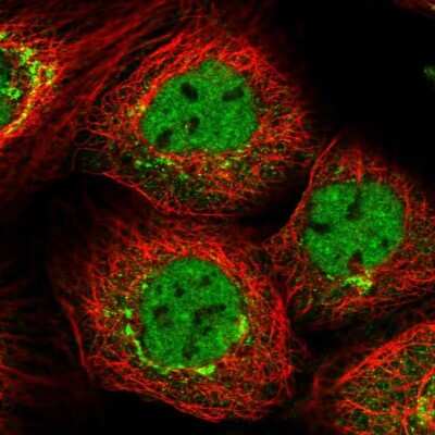 Immunocytochemistry/ Immunofluorescence: PPHLN1 Antibody [NBP2-38431]