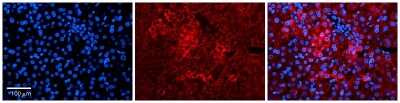 Immunohistochemistry: PPIL2 Antibody [NBP1-54366]