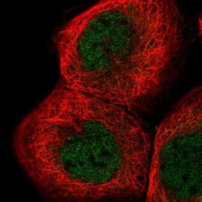 Immunocytochemistry/ Immunofluorescence: PPIL3 Antibody [NBP2-13794]