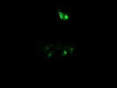 Immunocytochemistry/ Immunofluorescence: PPIL3 Antibody (OTI2E7) - Azide and BSA Free [NBP2-73574]