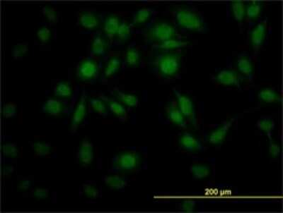 Immunocytochemistry/ Immunofluorescence: PPIL4 Antibody (1C10) [H00085313-M01]