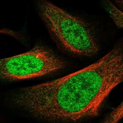 Immunocytochemistry/ Immunofluorescence: PPIL4 Antibody [NBP1-85921]