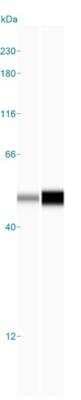 Simple Western: PPME1 Antibody [NBP2-38515]