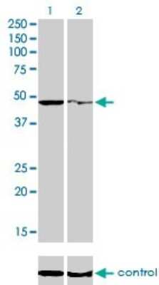 Western Blot: PPOX Antibody (2F10) [H00005498-M01]
