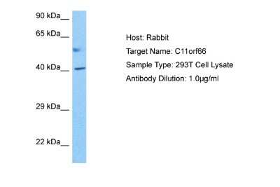 Western Blot: PPP1R32 Antibody [NBP2-83413]