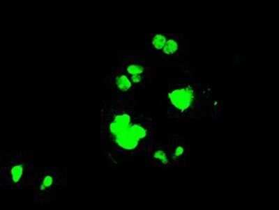 Immunocytochemistry/ Immunofluorescence: PPP1R7 Antibody (OTI4F9) - Azide and BSA Free [NBP2-73586]