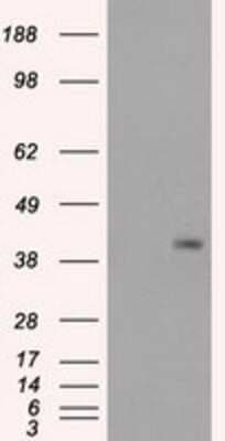 Western Blot: PPP1R7 Antibody (OTI4F9)Azide and BSA Free [NBP2-73586]