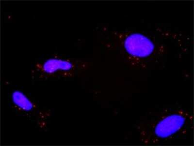 Proximity Ligation Assay: PPP2R1A Antibody (4E6) [H00005518-M02]