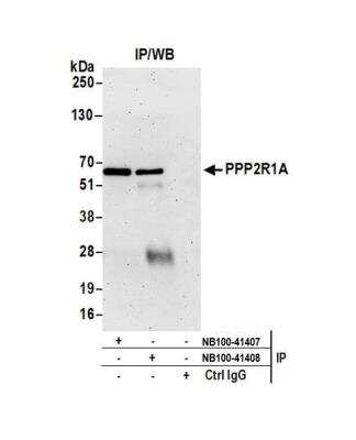 Immunoprecipitation: PPP2R1A Antibody [NB100-41408]