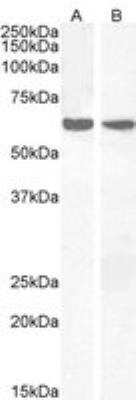 Western Blot: PPP2R1A Antibody [NB100-1497]