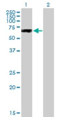 Western Blot: PPP2R2C Antibody [H00005522-B01P]
