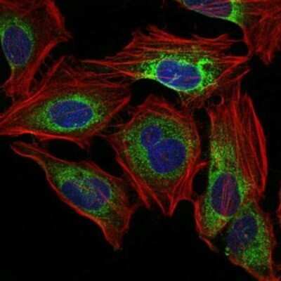 Immunocytochemistry/ Immunofluorescence: PPP2R4 Antibody (4D9) - BSA Free [NBP2-37530]