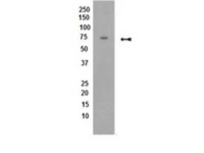 Western Blot: PP2A alpha Antibody (H5D12)BSA Free [NBP2-29818]