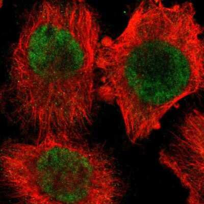 Immunocytochemistry/ Immunofluorescence: PPP2R4 Antibody [NBP1-87232]