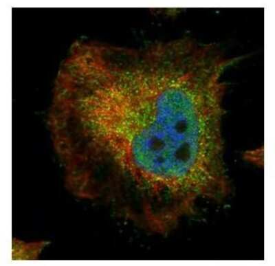 Immunocytochemistry/ Immunofluorescence: PPP2R4 Antibody [NBP2-19909]