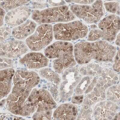 Immunohistochemistry-Paraffin: PPP2R4 Antibody [NBP1-87232]