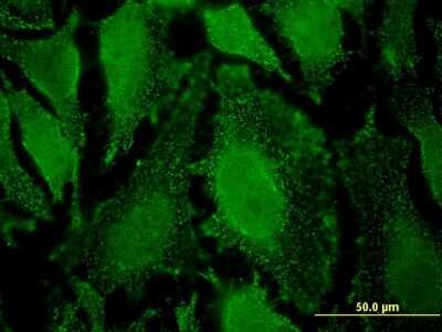 Immunocytochemistry/ Immunofluorescence: PPP2R5D Antibody (1A3) [H00005528-M21]