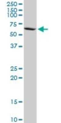 Western Blot: PPP2R5D Antibody (1A3) [H00005528-M21]