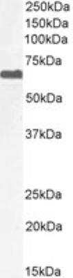 Western Blot: PPP2R5D Antibody [NB100-846]