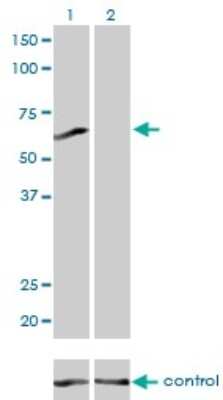 Western Blot: PPP3CB Antibody (5D3) [H00005532-M01]