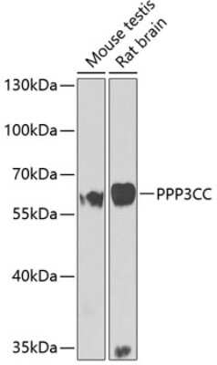 Western Blot: PPP3CC AntibodyBSA Free [NBP2-93403]