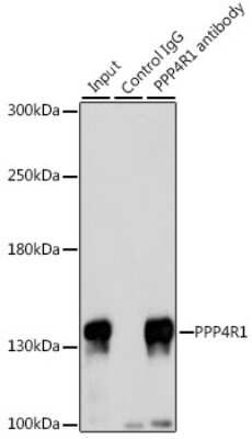 Western Blot: PPP4R1 AntibodyBSA Free [NBP2-94582]