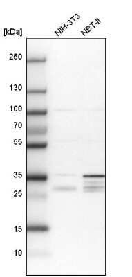 Western Blot: PPTC7 Antibody [NBP1-90654]