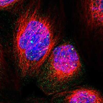 Immunocytochemistry/ Immunofluorescence: PPWD1 Antibody [NBP1-83049]