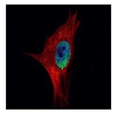 Immunocytochemistry/ Immunofluorescence: PPWD1 Antibody [NBP2-19919]