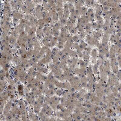 Immunohistochemistry-Paraffin: PPWD1 Antibody [NBP1-83050]