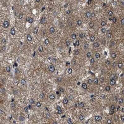 Immunohistochemistry-Paraffin: PPWD1 Antibody [NBP1-83050]