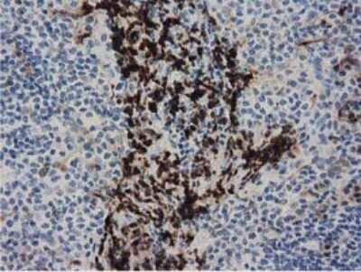 Immunohistochemistry: PPWD1 Antibody (OTI1B8) - Azide and BSA Free [NBP2-73590]