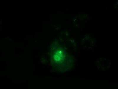 Immunocytochemistry/ Immunofluorescence: PPWD1 Antibody (OTI1B8) [NBP2-03224]