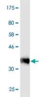 Western Blot: PRAGMIN Antibody (1D9) [H00157285-M02]