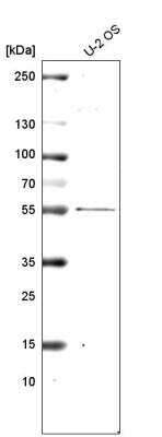 Western Blot: PRAME Antibody (CL5148) [NBP2-61149]