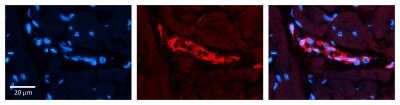 Immunohistochemistry: PRAS40 Antibody [NBP1-55261]