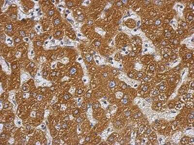 Immunohistochemistry-Paraffin: PRAS40 Antibody [NBP2-19924]