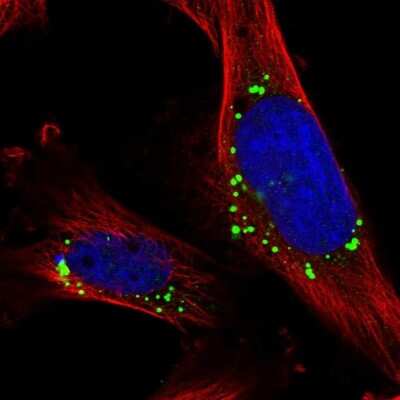 Immunocytochemistry/ Immunofluorescence: PRAT4B/CNPY4 Antibody [NBP1-81085]