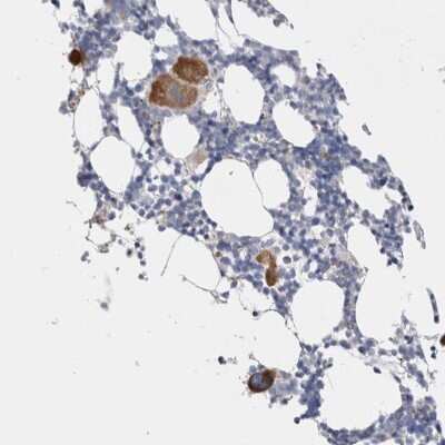 Immunohistochemistry-Paraffin: PRAT4B/CNPY4 Antibody [NBP1-81085]