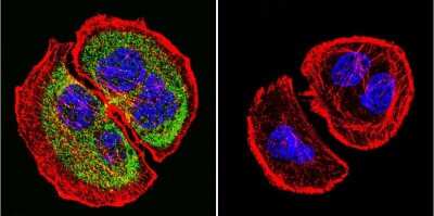 Immunocytochemistry/ Immunofluorescence: PRC1 Antibody (16F2) [NB100-74508]