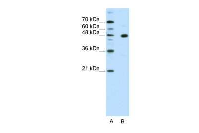 Western Blot: PRDM12 Antibody [NBP2-85532]