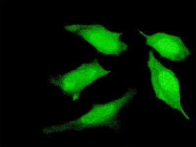 Immunocytochemistry/ Immunofluorescence: PRDM4 Antibody (3E3) [H00011108-M04]