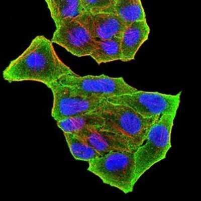 Immunocytochemistry/ Immunofluorescence: PRDM5 Antibody (7D4C12) - BSA Free [NBP2-52540]