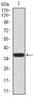 Western Blot: PRDM5 Antibody (7D4C12)BSA Free [NBP2-52540]