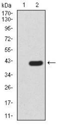 Western Blot: PRDM5 Antibody (7D4E11)BSA Free [NBP2-52541]