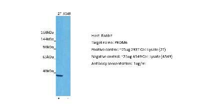 Western Blot: PRDM6 Antibody [NBP2-83416]