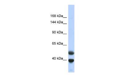 Western Blot: PRDM7 Antibody [NBP2-83417]
